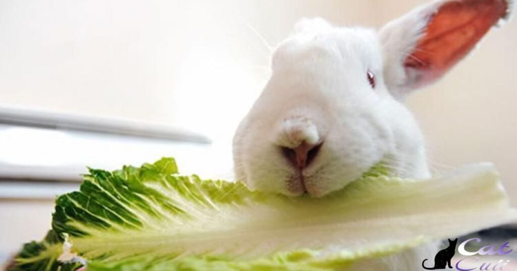 Balancing Rabbit's Diet Safely