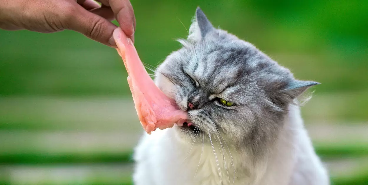 Best Cat Food For Chickens