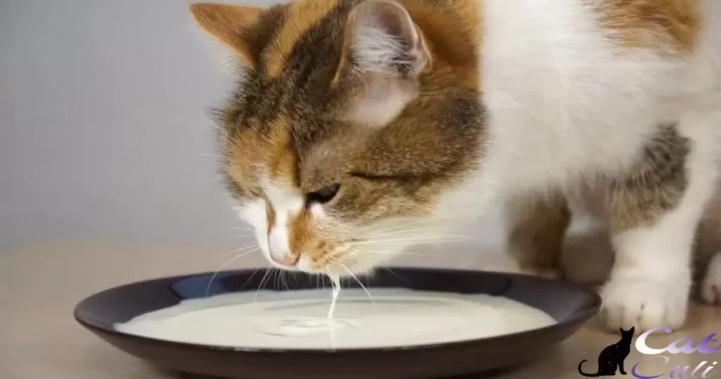 Can Cats Drink Milk?