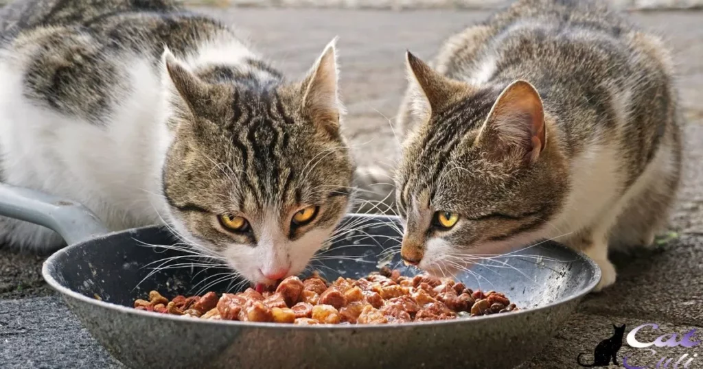 Can Cats Eat Hot Temperature Food