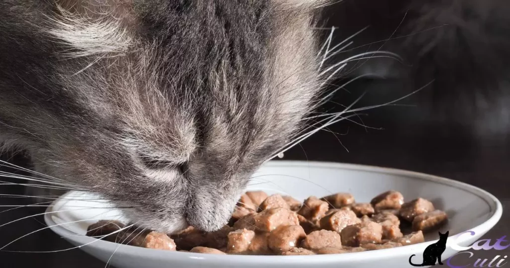 Can Cats Live On Dry Food Only?