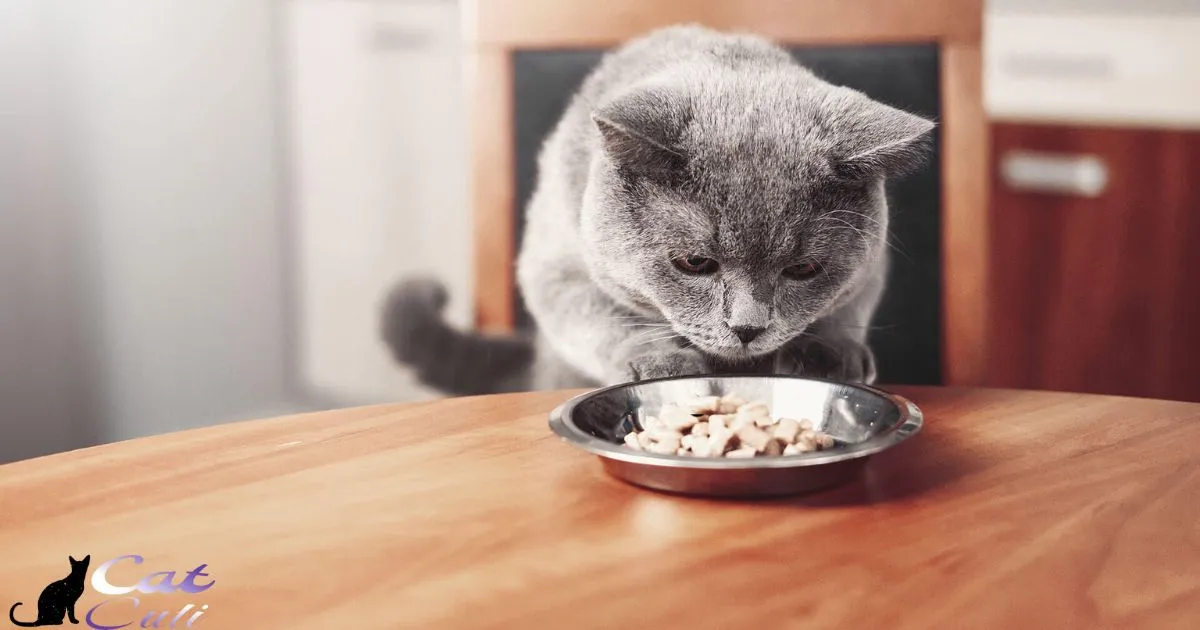Can Cats Share Food Bowls?