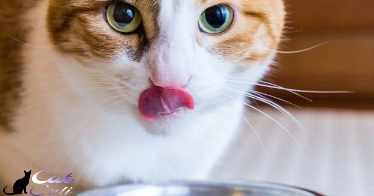 Can Cats With No Teeth Eat Dry Food?