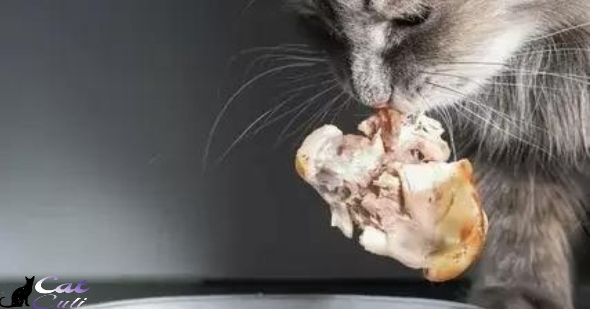 Can Chickens Eat Cat Food?