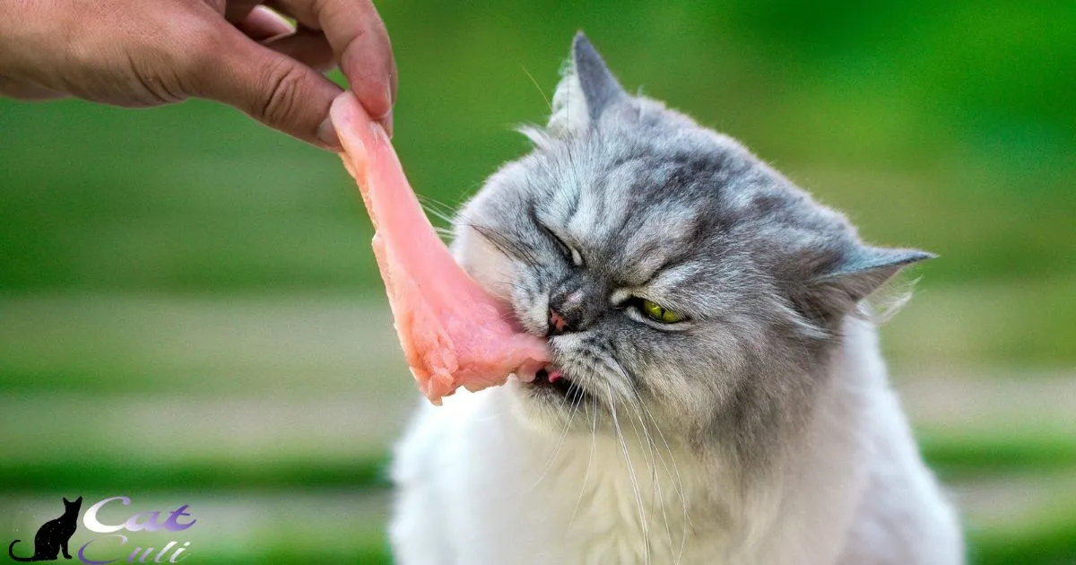 Can Chickens Eat Hard Cat Food?