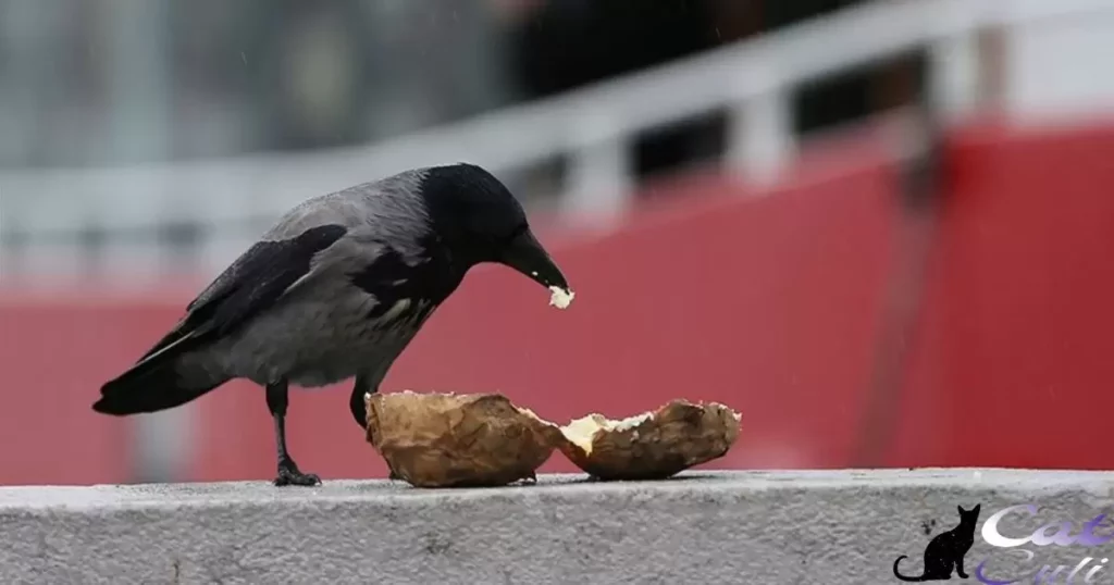 Can Crows Eat Dry Cat Food?
