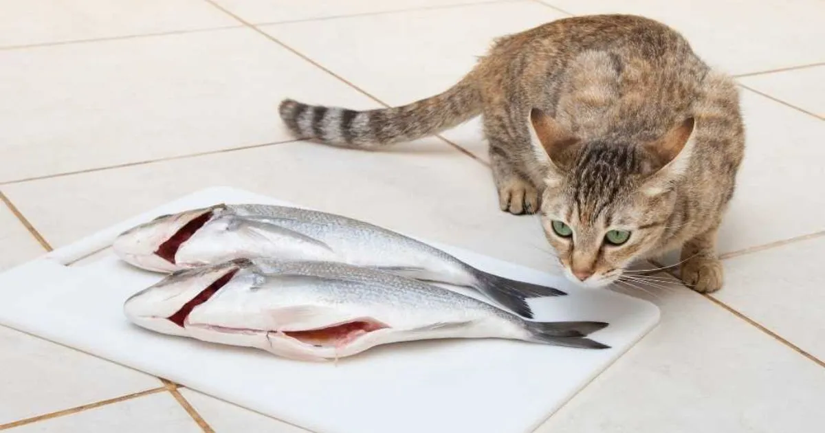 Can Fish Eat Cat Food?