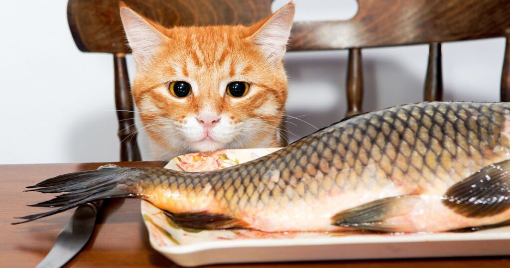 Can Fish Eat Cat Food