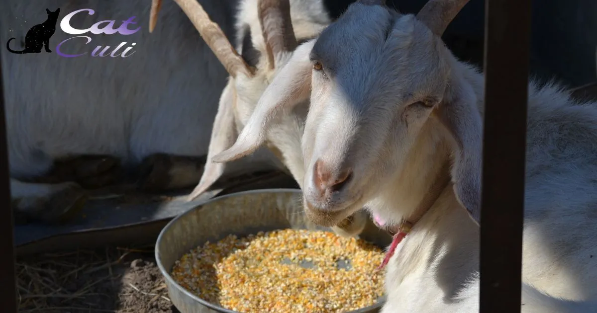 Can Goats Eat Cat Food?
