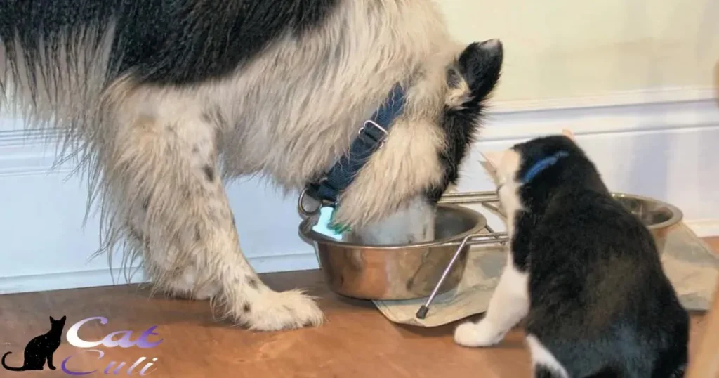Can Goats Eat Cat Or Dog Food?