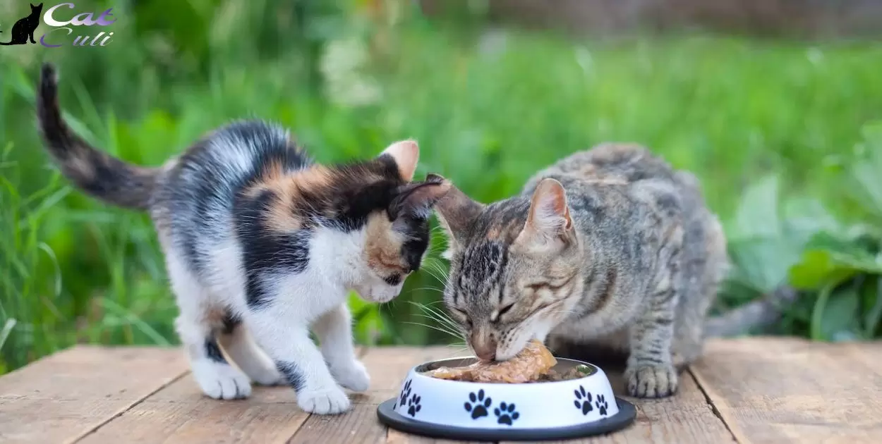 Can I Feed Chickens Cat Food?
