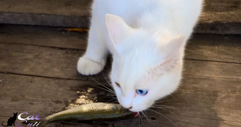 Can I Give Cat Food To My Fish?
