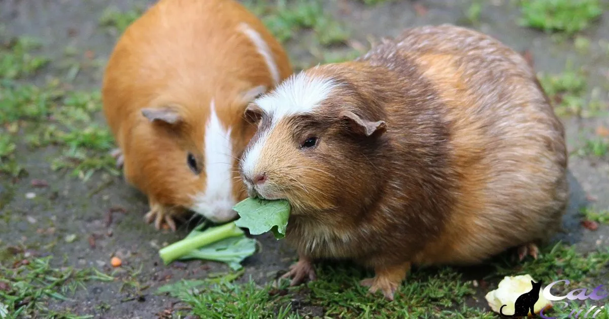 Can Pigs Eat Cat Food?