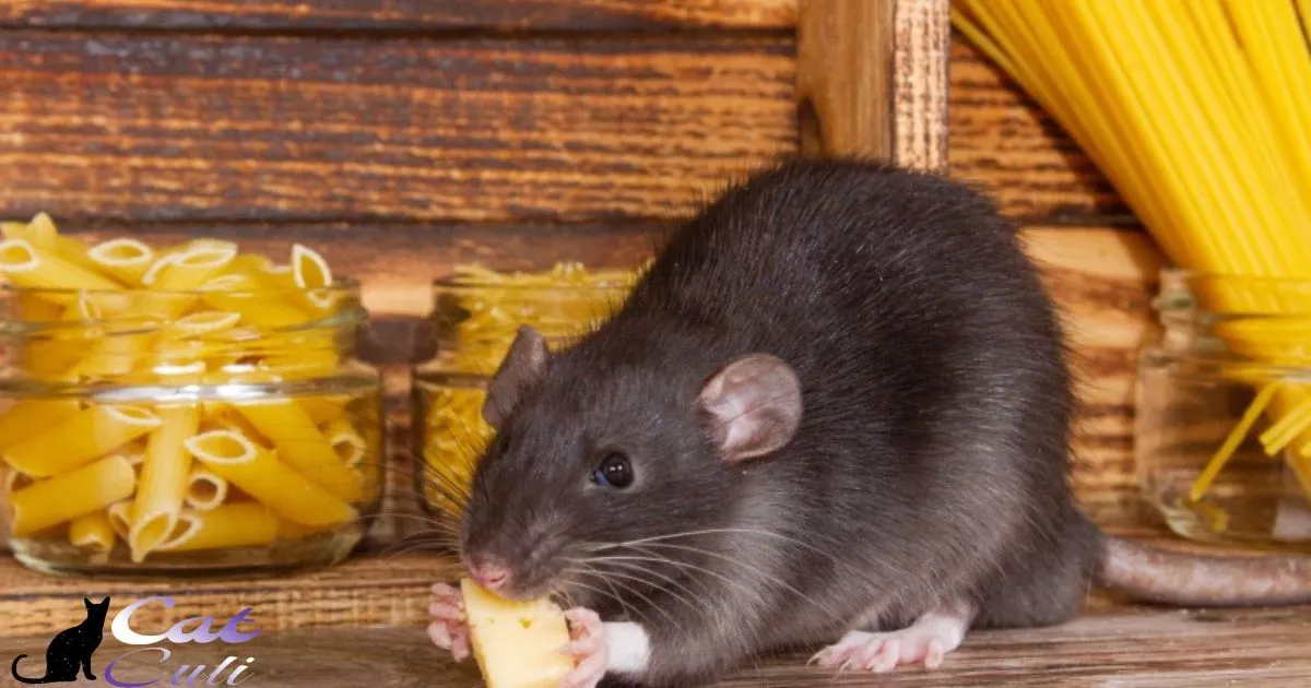 Can Rats Have Cat Food?