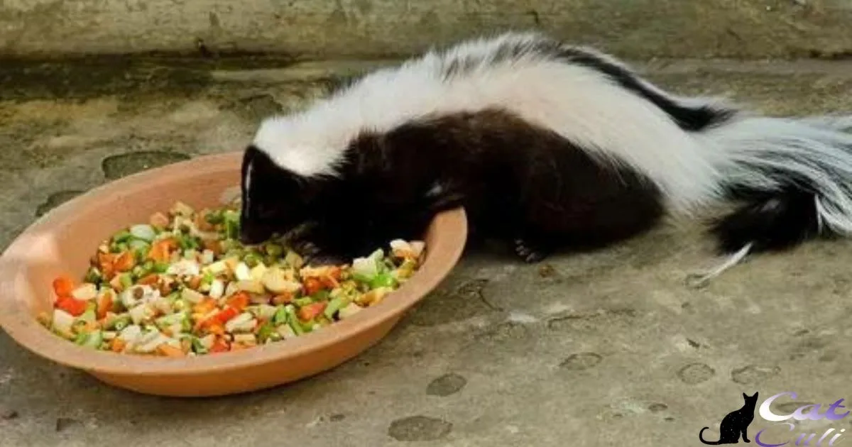 Can Skunks Eat Cat Food?