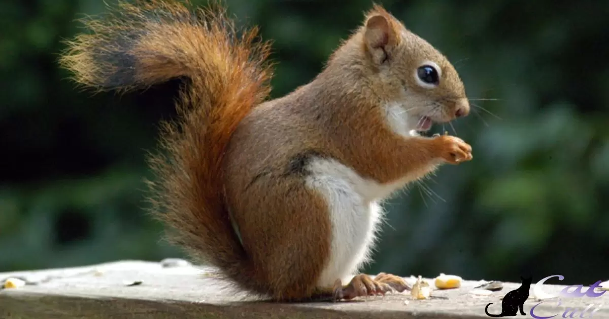 Can Squirrels Eat Cat Food?