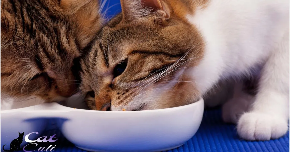 Can Two Cats Share A Food Bowl?