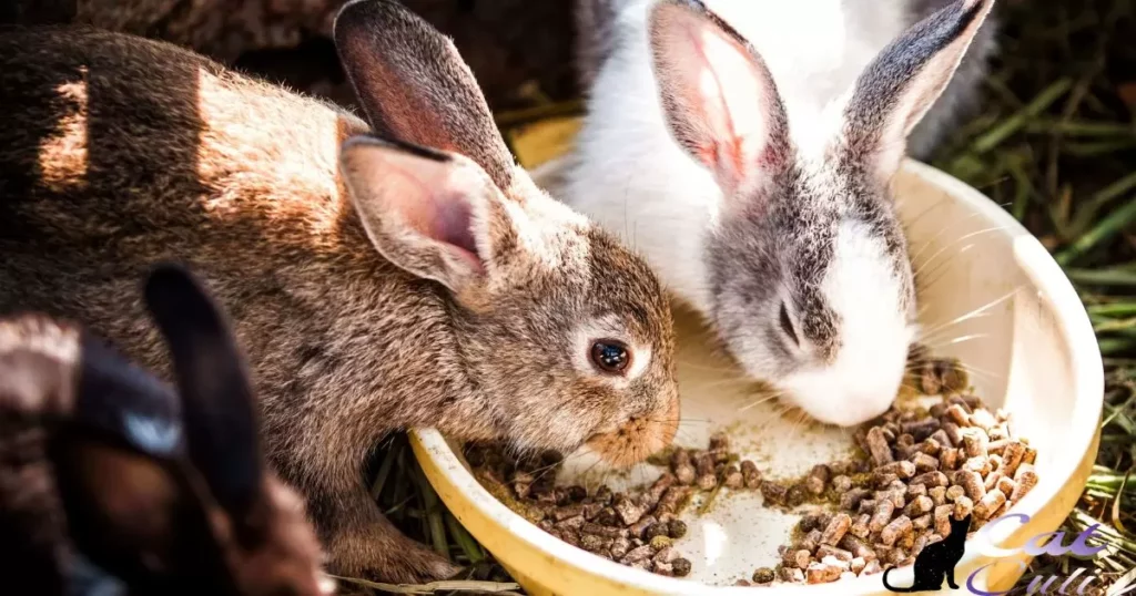 Can Wild Rabbits Eat Dry Cat Food