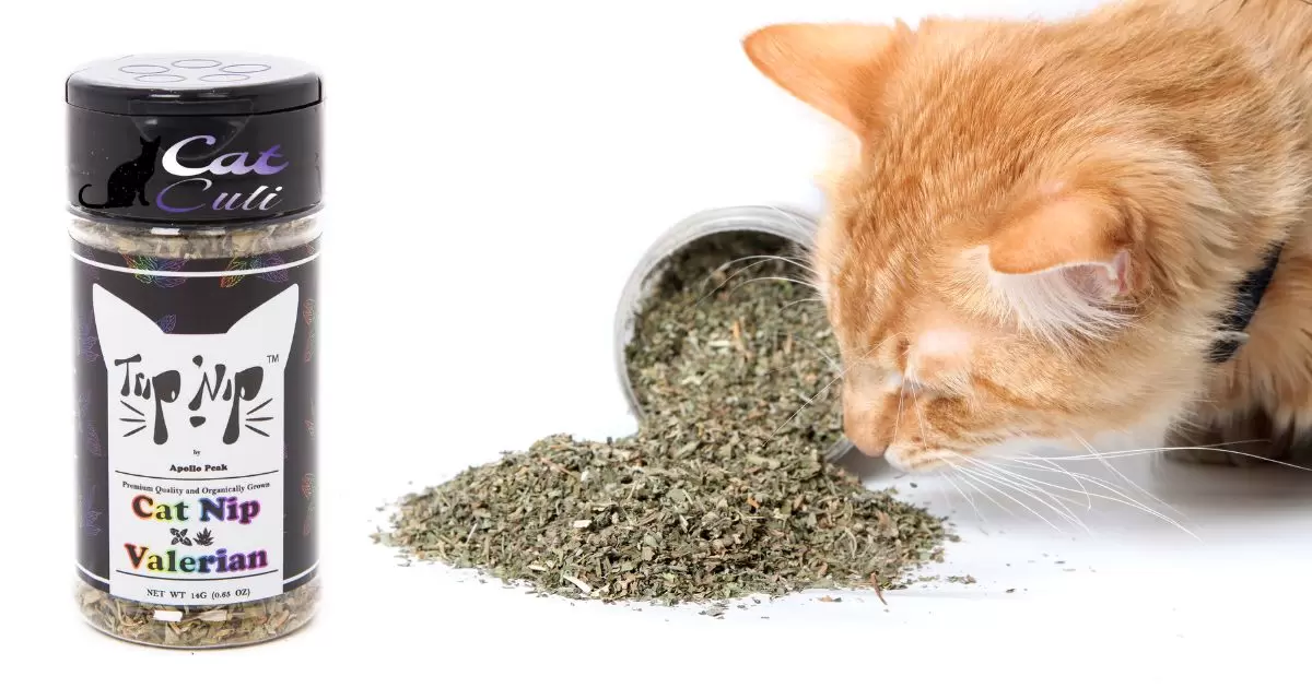 Can You Add Catnip To Cat Food?