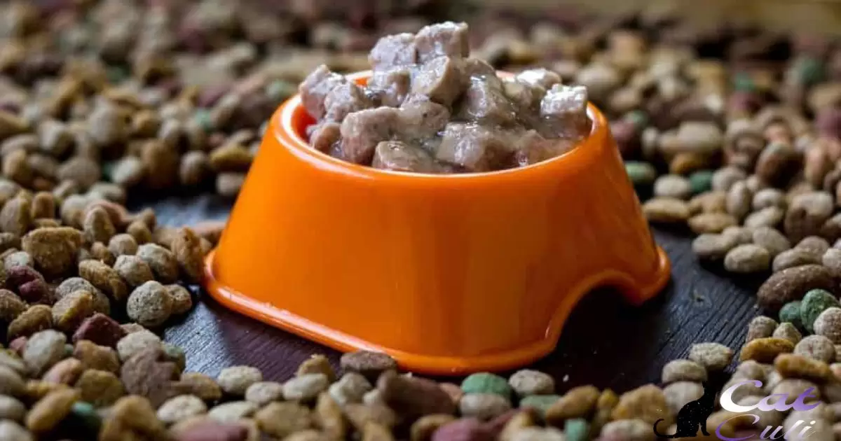 Can You Leave Wet Cat Food Out Overnight?
