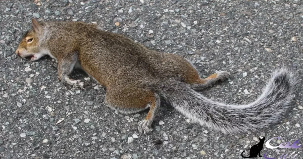 Cat Food Can Be Dangerous for Squirrels