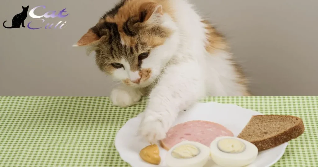 Cat Suddenly Obsessed With Food