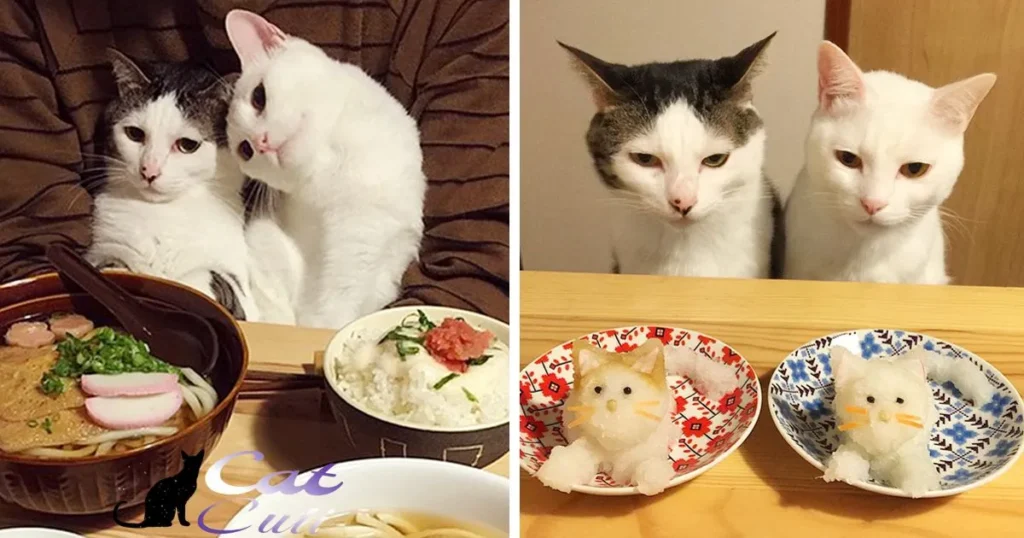 Cats Are Obsessed With Human Food: What Are The Reasons?
