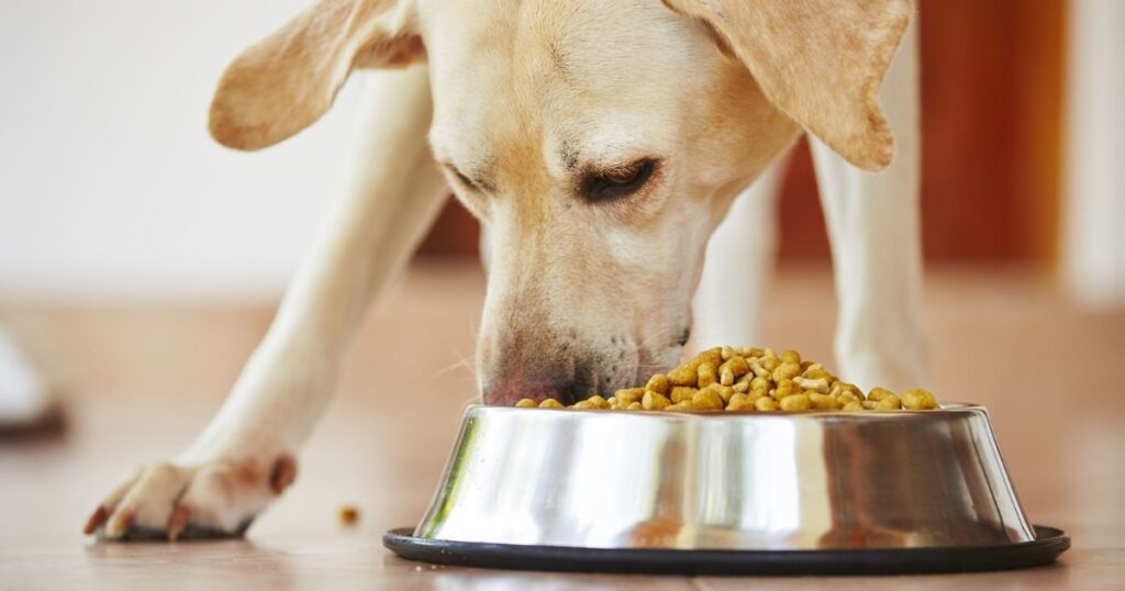 Digestibility of Pet Food