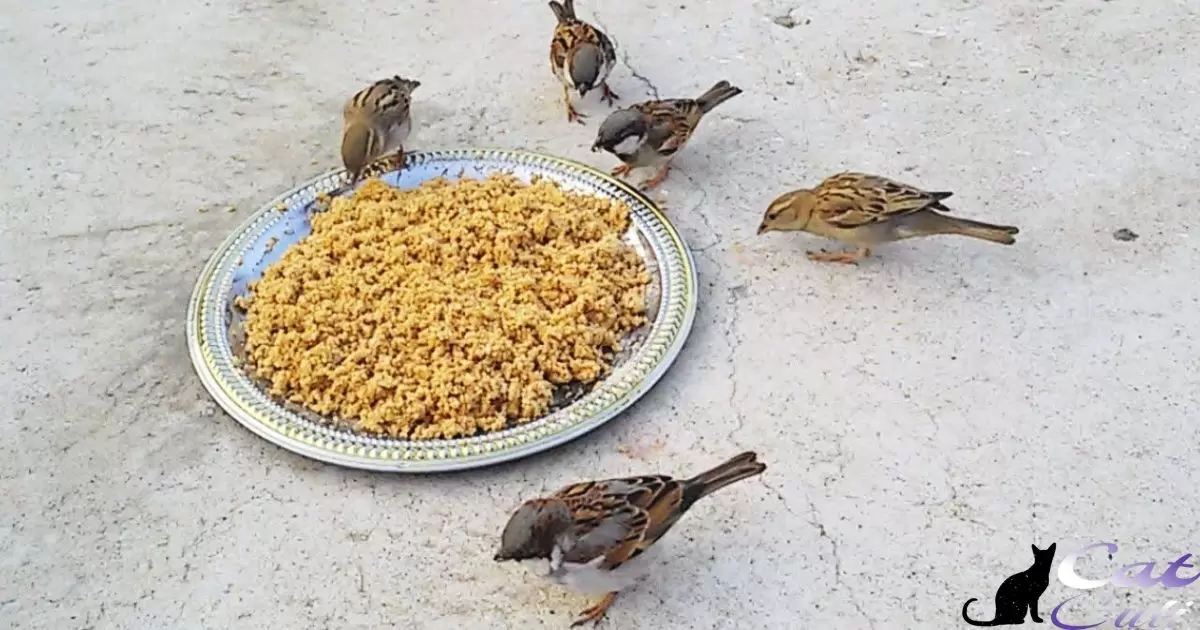 Do Birds Eat Cat Food?