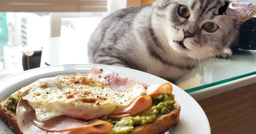 Do Cats Get Bored Of Their Food?