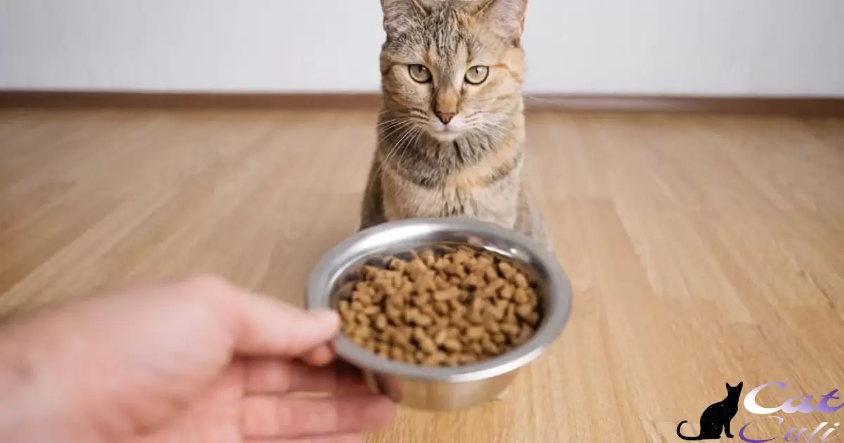 Do Cats Get Bored Of Their Food?