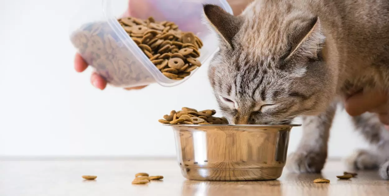 Do Cats Get Tired of The Same Food?