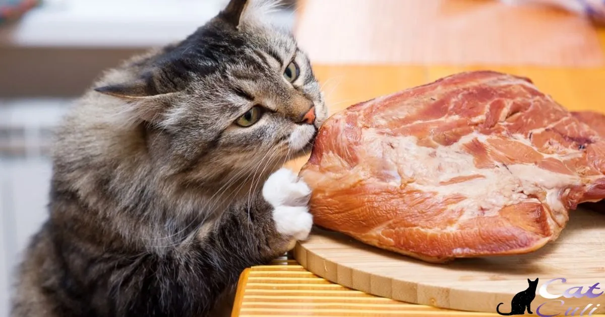 Do Cats Like Warm Food?