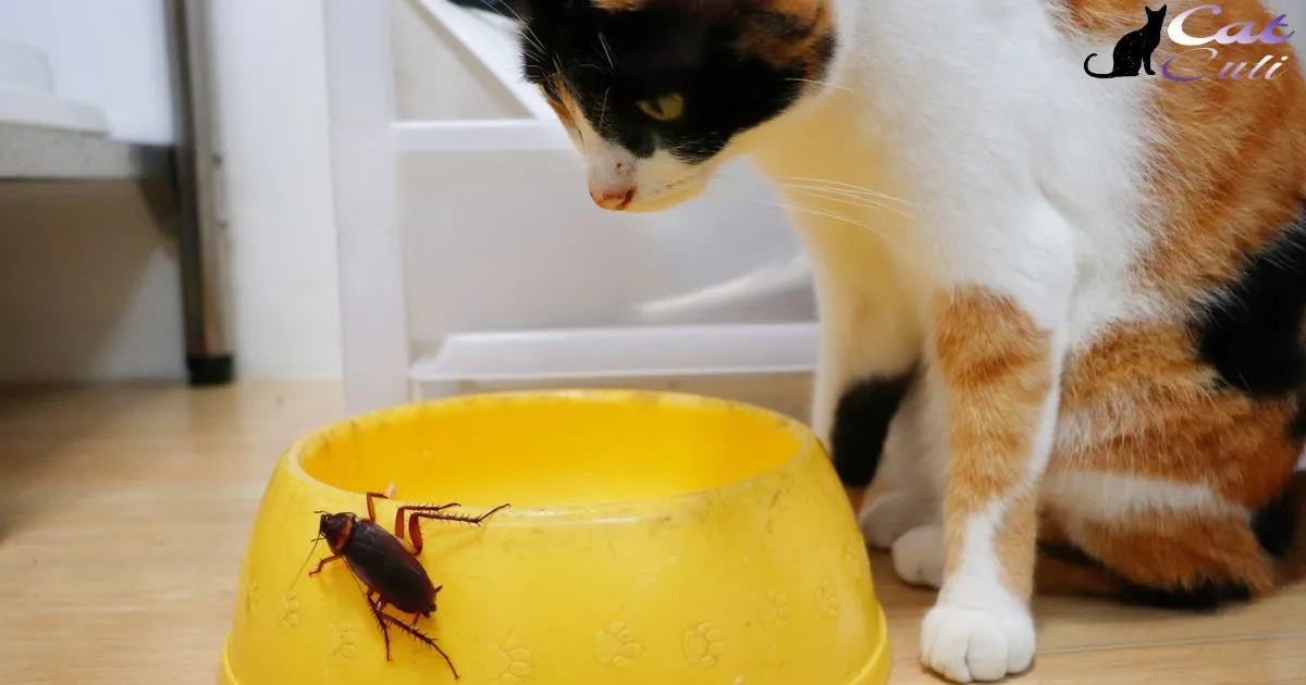 Do Cockroaches Eat Cat Food?