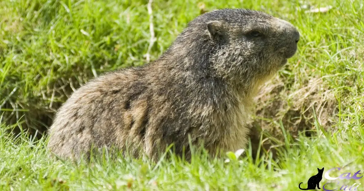 Do Groundhogs Eat Cat Food?