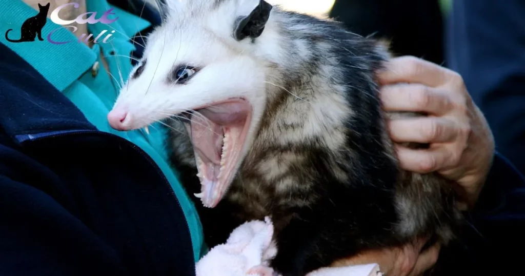 Do Possums Carry Diseases?