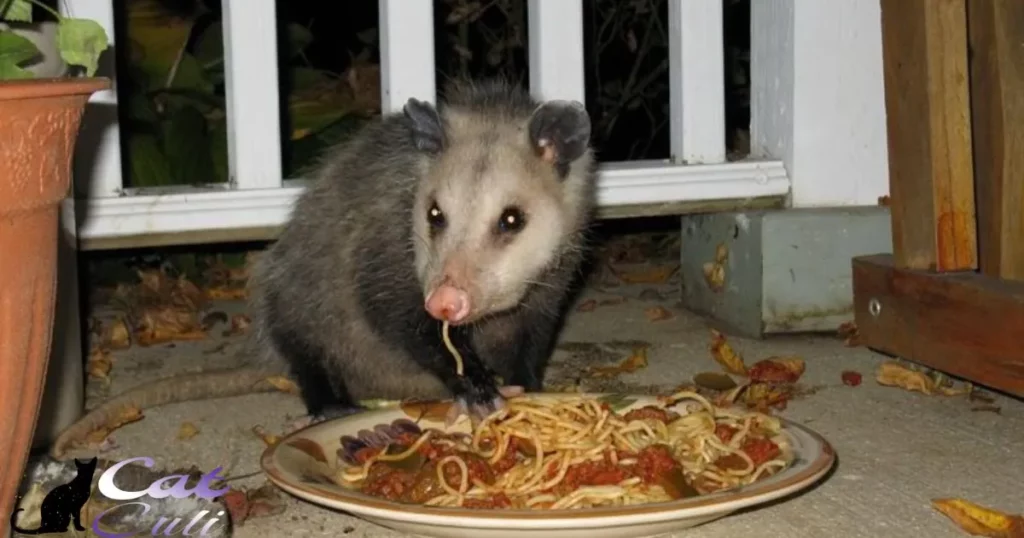 Do Possums Like Dry Cat Food?