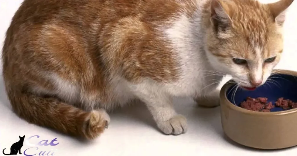 Does Quiktrip Have Cat Food?