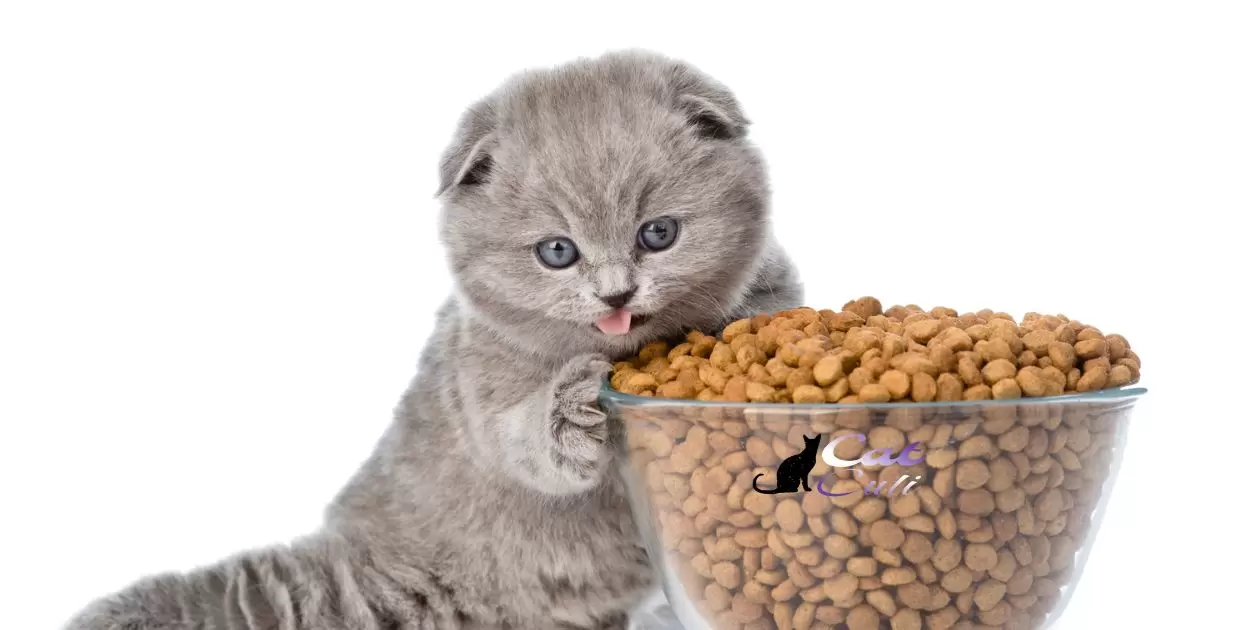 EBT Cardholder’s Guide to Buying Cat Food