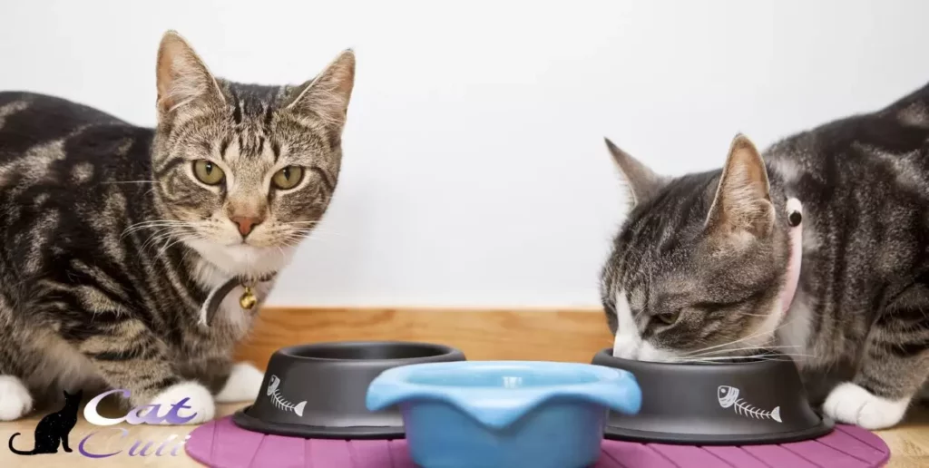 Enhancing Cat Mealtime Experience