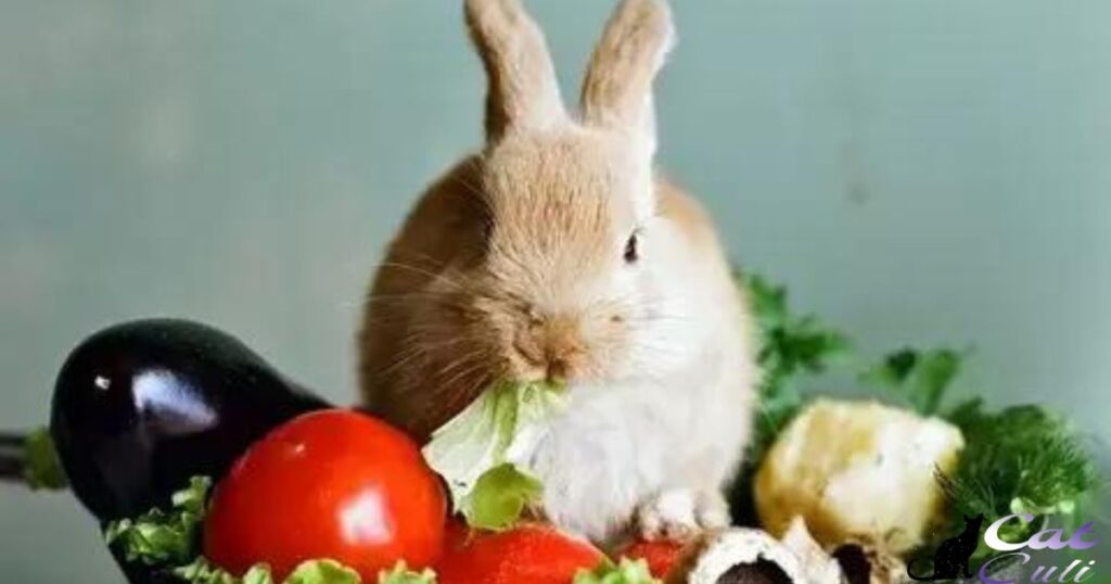 Homemade vs. Commercial Rabbit Food