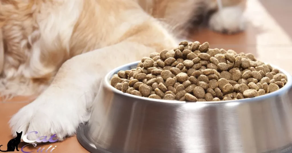 How Long Should You Leave Cat Food Out?
