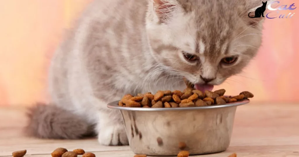 How Much To Feed A Healthy Kitten Or Cat