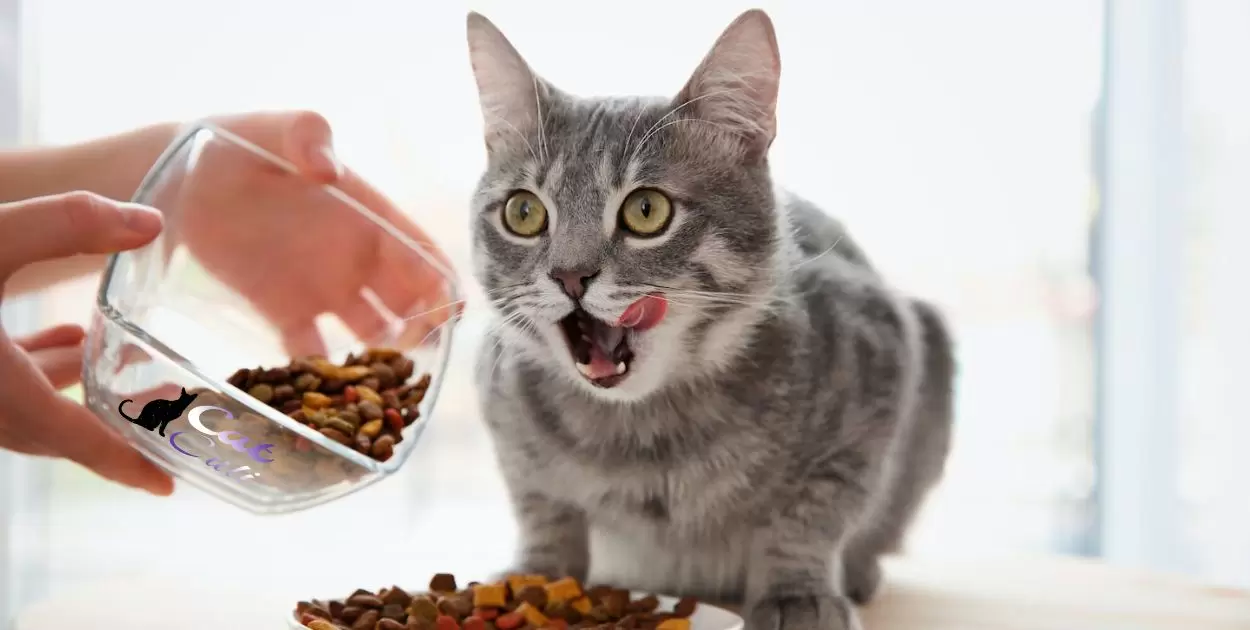 How Much Water Is Perfect To Add In Dry Cat Food?