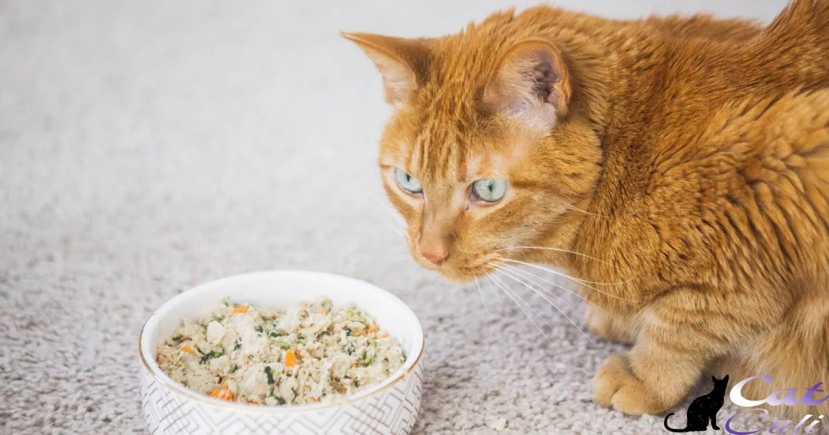How To Feed Cat Wet Food While Away?