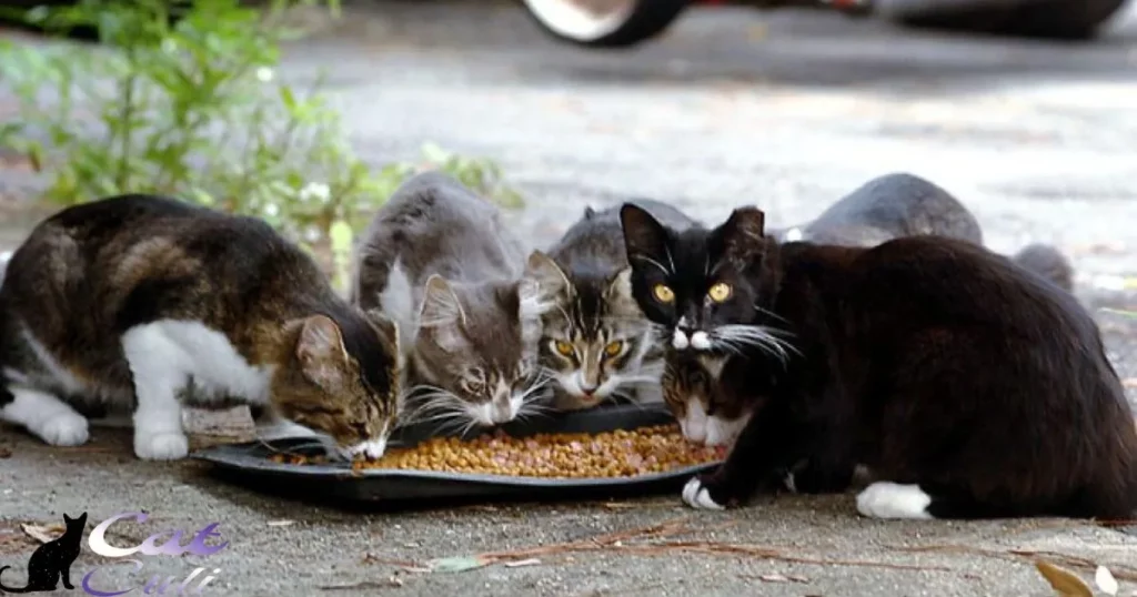 How To Get Rid Of Stray Cats Permanently
