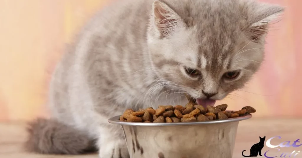 How to Keep Wet Cat Food Fresh