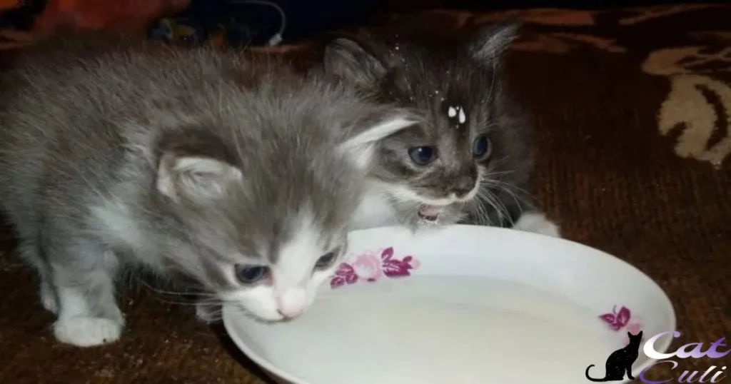 How To Soften Cat Food For Kittens