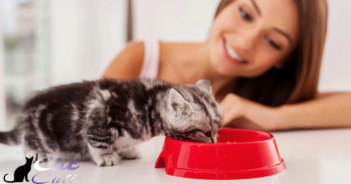 How To Stop Older Cat From Eating Kitten Food?