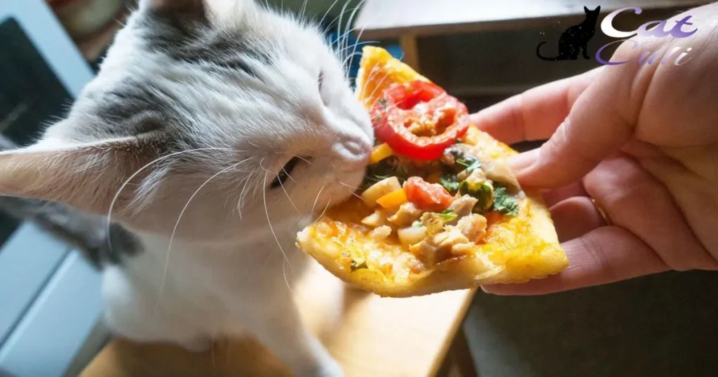 Human Food That Cats Can Eat